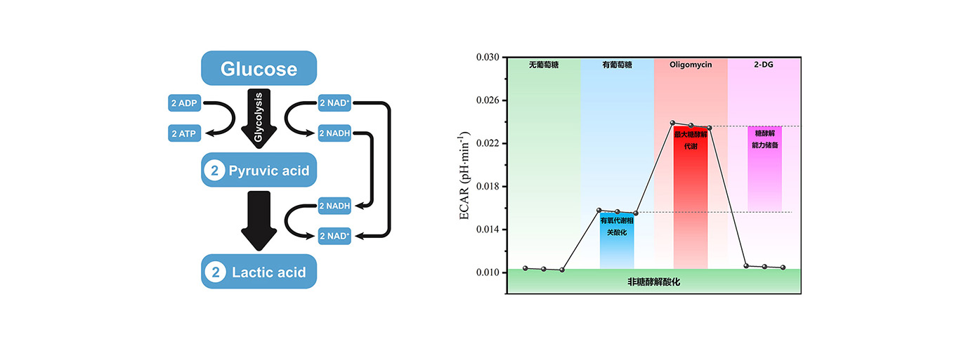 细胞外酸化速率ECAR探针